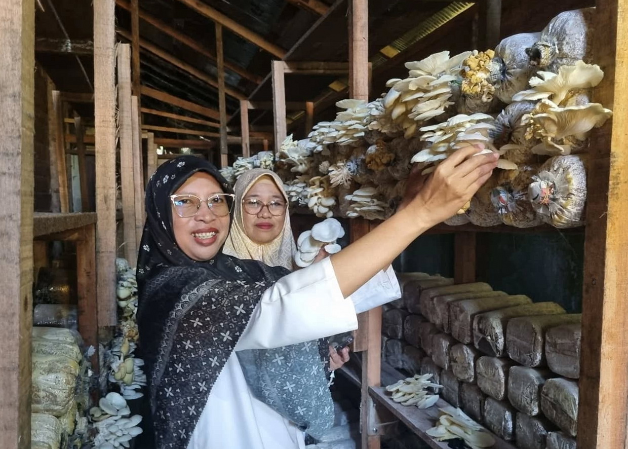Keren! MTsN 2 Panen Perdana Budidaya Jamur Tiram
