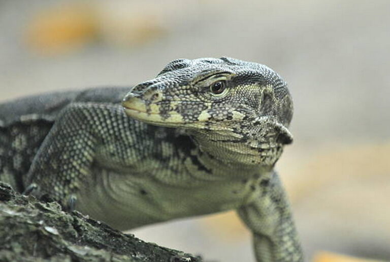 Ini ‘Tugas’ Biawak di Komplek Perumahan Anda