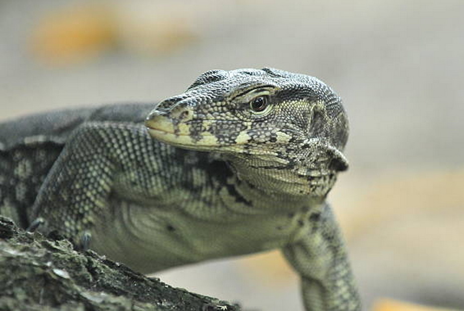 Ini ‘Tugas’ Biawak di Komplek Perumahan Anda